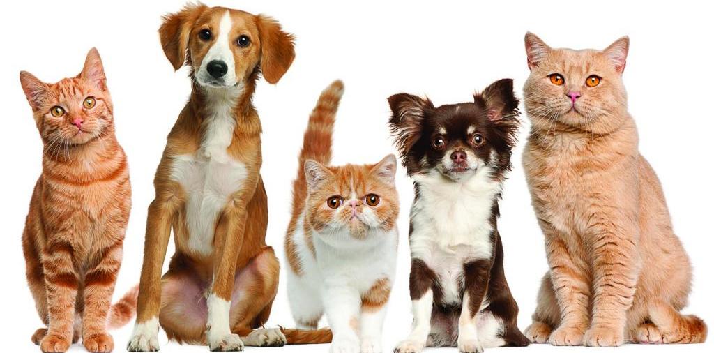 Доска объявлений о животных | ЗооТом - продажа, вязка и услуги для животных в Бикине