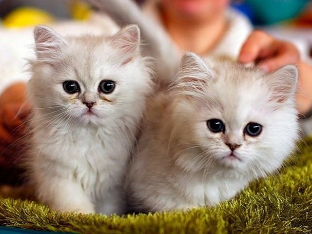 Породы кошек в Бикине | ЗооТом портал о животных