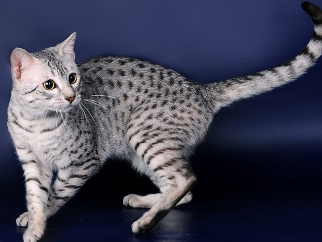 Породы кошек в Бикине | ЗооТом портал о животных