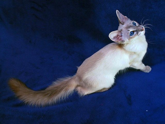 Выведенные породы кошек в Бикине | ЗооТом портал о животных
