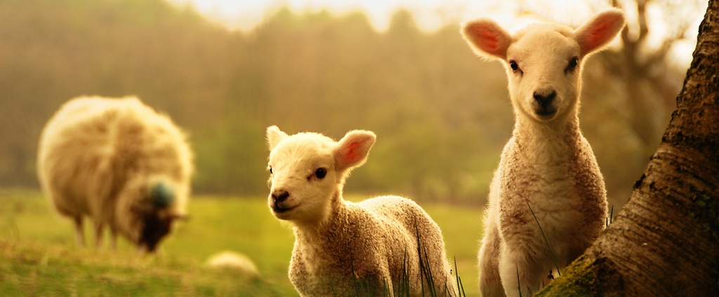 Объявления о сельскохозяйственных животных | ЗооТом - продажа, вязка и услуги для животных в Бикине