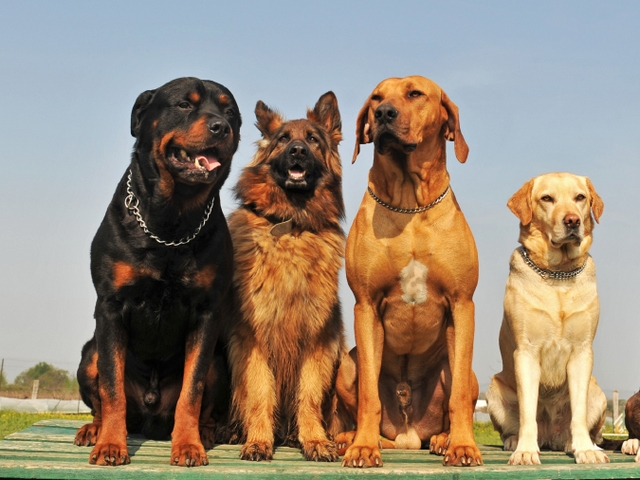 Крупные породы собак в Бикине | ЗооТом портал о животных